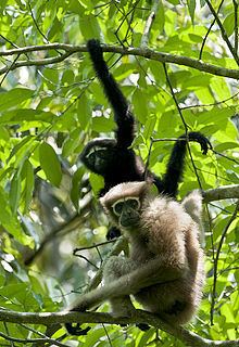 Western hoolock gibbon httpsuploadwikimediaorgwikipediacommonsthu