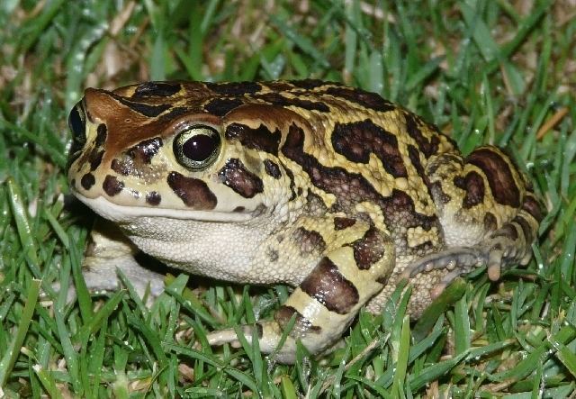 Western leopard toad Western leopard toadLeap Day for FrogsEndangered Wildlife Trust