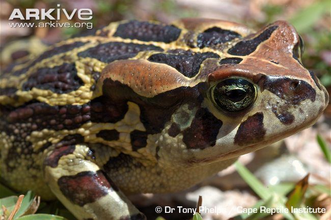 Western leopard toad Western leopard toad videos photos and facts Amietophrynus