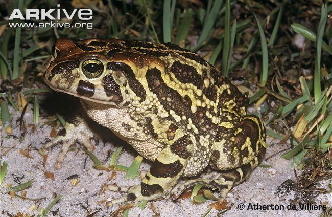 Western leopard toad cdn1arkiveorgmedia04046C74ADE7DD415DA5255