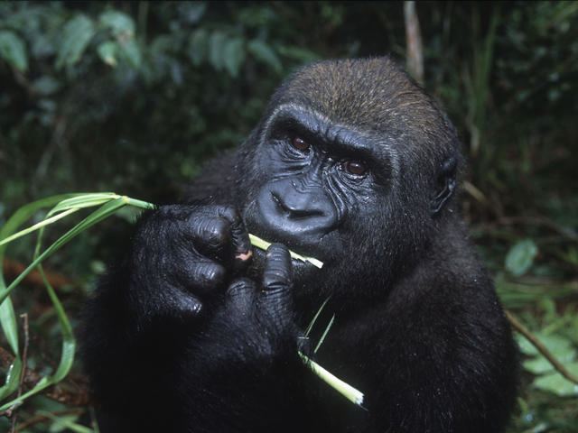 Western lowland gorilla httpsc402277sslcf1rackcdncomphotos1108im