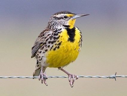 Western meadowlark Western Meadowlark Identification All About Birds Cornell Lab of