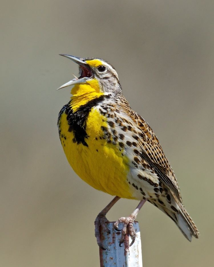 Western meadowlark Singing with Meadowlarks BirdNote
