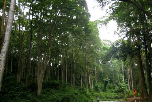 Western Nghệ An a9vietbaovnimagesvn901khoahoc11217727rungjpg