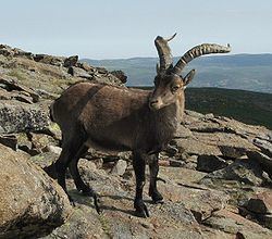 Western Spanish ibex httpsuploadwikimediaorgwikipediacommonsthu