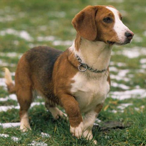 Westphalian Dachsbracke Westphalian Dachsbracke Breed Guide Learn about the Westphalian