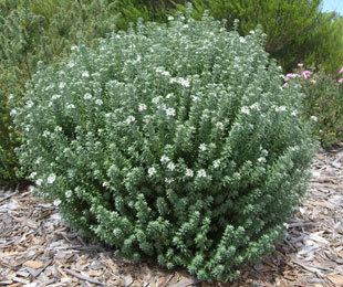 Westringia GREY BOX Westringia is a drought tolerant native box hedge plant