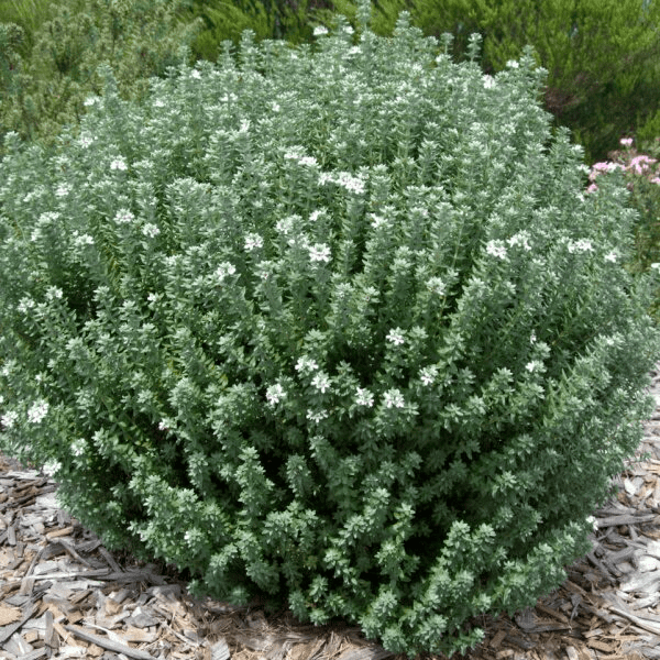 Westringia fruticosa httpsd2x5h7l1jb4539cloudfrontnetimagesplant