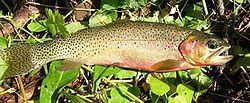 Westslope cutthroat trout httpsuploadwikimediaorgwikipediacommonsthu