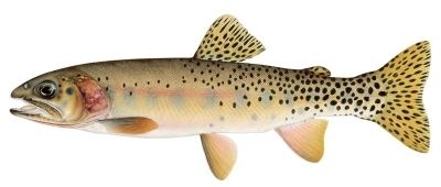 Westslope cutthroat trout Westslope Cutthroat Trout Pend Oreille Salmonid Recovery Team