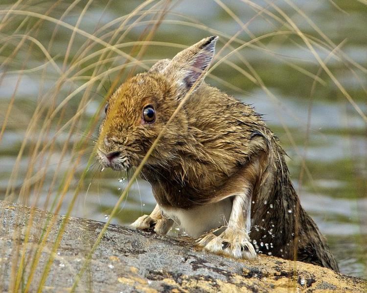 Wet Hare Day Photograph by Gerard Monteux
