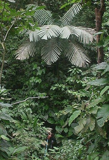 Wettinia Wettinia aequalis Palmpedia Palm Grower39s Guide