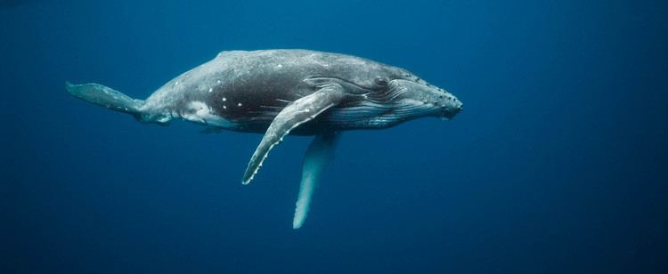 Whale Whales Underwater Intimate Encounters with Ocean Giants