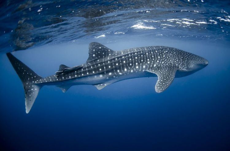 Whale Whale Sharks Whale Shark Pictures Whale Shark Facts National