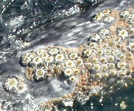 Whale barnacle httpswwwlearnerorgjnorthimagesgraphicsuz
