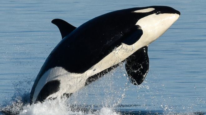 Whale What can killer whales teach us about the menopause BBC News
