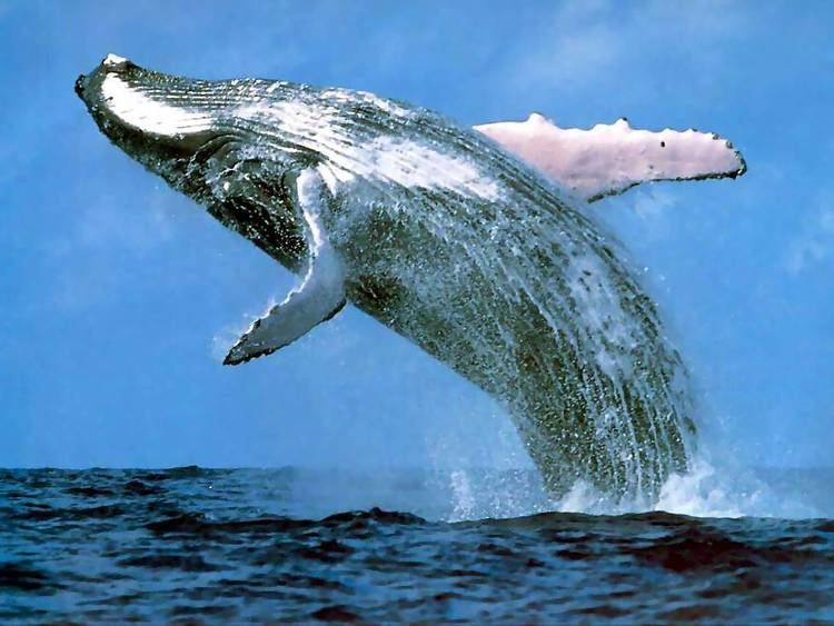Whale wwwuntamedsciencecomsciencewpcontentuploads