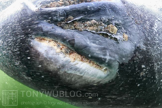 Whale louse Whale Lice and Barnacles on Gray Whales and Humpback Whales