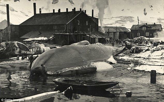 Whale oil Mankind slaughtered THREE MILLION whales in the 20th Century Daily