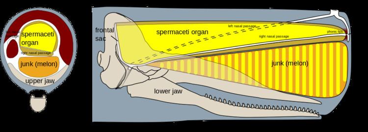 Whale oil Whaling The Real World of Moby Dick