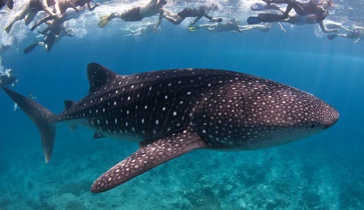 Whale Shark - Shark Facts and Information