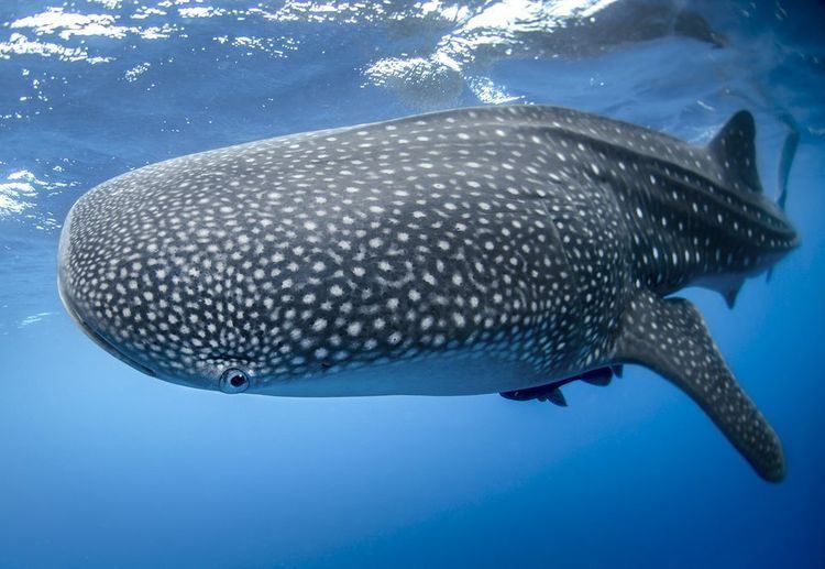 Whale shark Whale Sharks Whale Shark Pictures Whale Shark Facts National