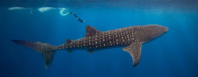 Whale shark Information about the Whale Shark The Nature Conservancy