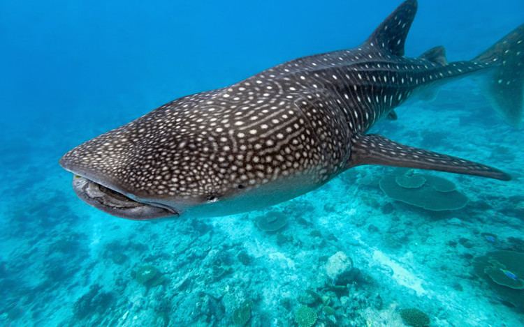 Whale shark Whale Shark Shark Facts and Information