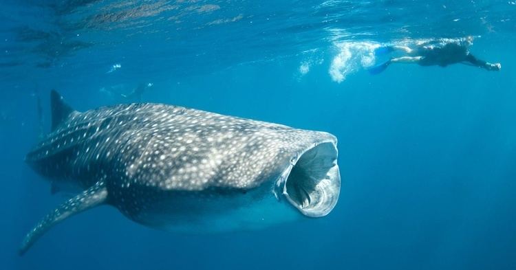 Whale shark Swim With Whale Sharks Exmouth Ningaloo Discovery