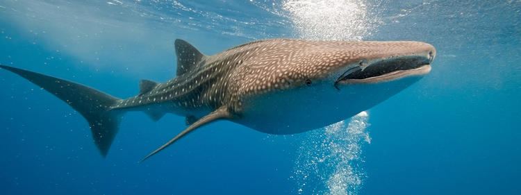 Whale shark Whale Shark Species WWF