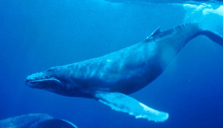 Whale vocalization