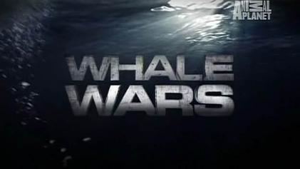 Whale Wars Whale Wars Wikipedia
