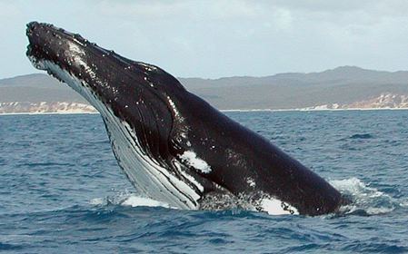 Whale watching in Australia