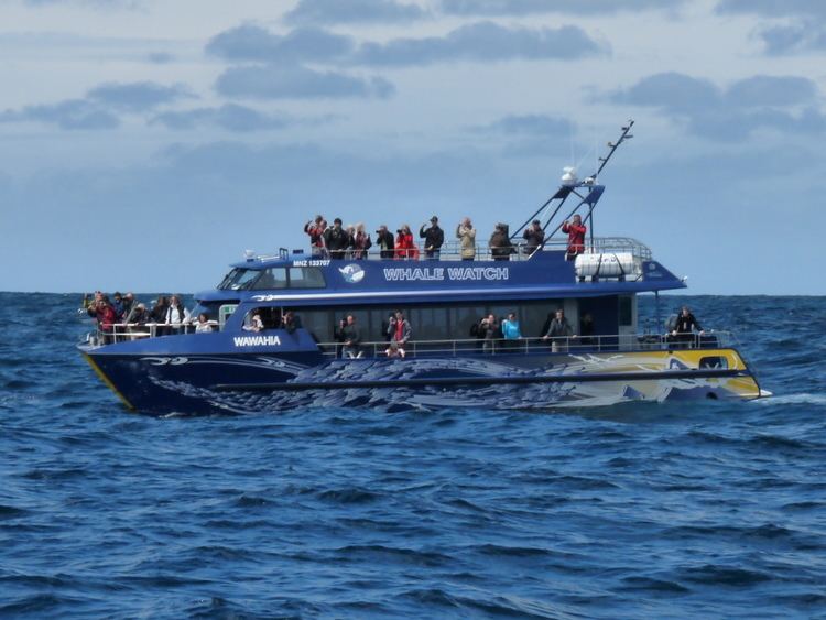 Whale watching in New Zealand
