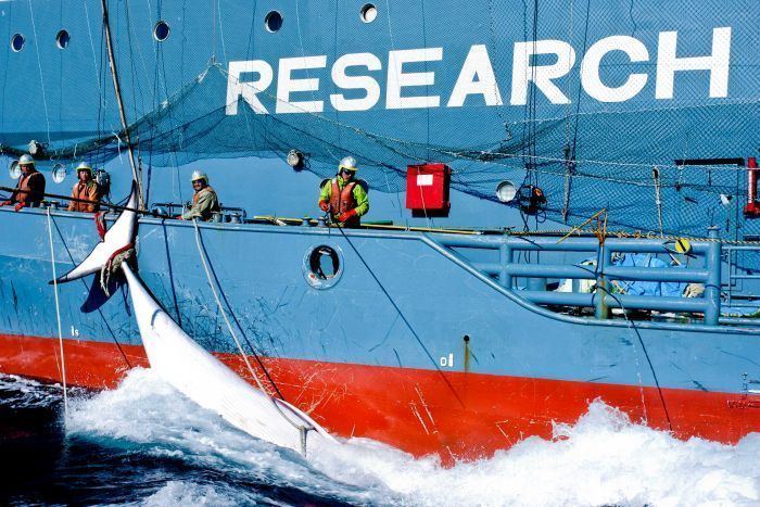 Whaling Japan whaling Renewed program slammed by International Whaling