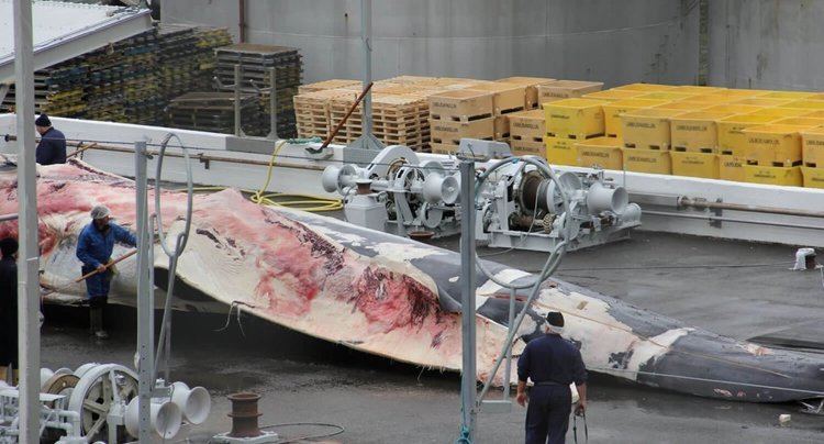 Whaling Whaling Information and Whale Hunting Facts WDC