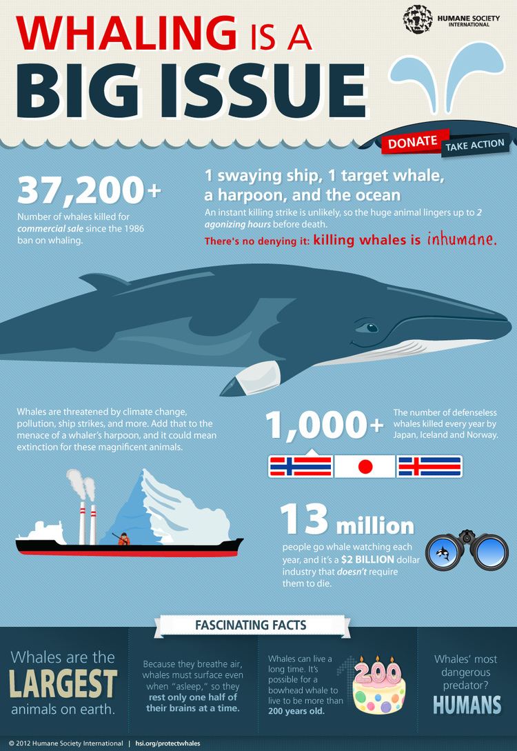Whaling Whaling is a BIG issue infographic Humane Society International
