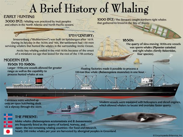 Whaling whaling Britannicacom
