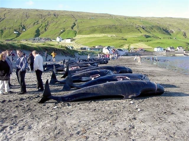 Whaling in the Faroe Islands