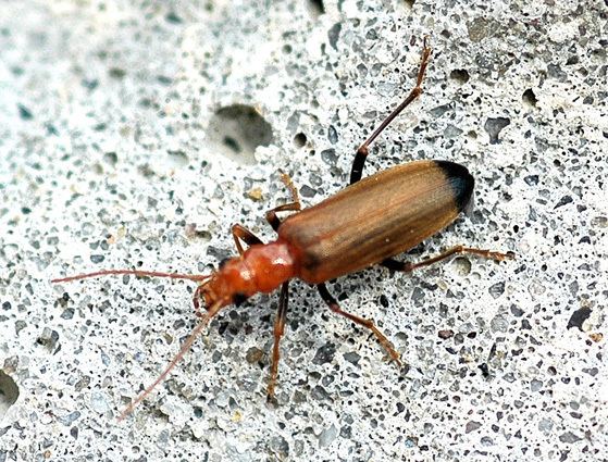 Wharf borer Wharf Borer Nacerdes melanura BugGuideNet