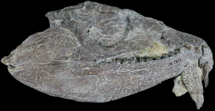 Whatcheeria fossilsvaldostaedufossilpagesfossilsmisimag