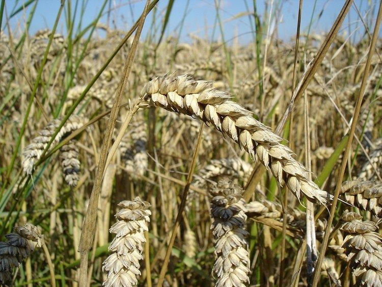 Wheat allergy