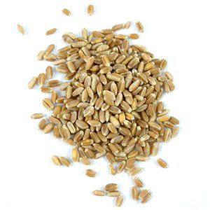 Wheat berry Wheat Berries Substitutes Ingredients Equivalents GourmetSleuth