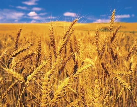 Wheat wheat plant Britannicacom