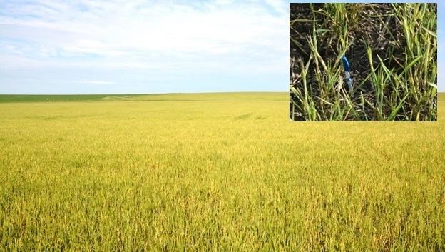 Wheat streak mosaic virus Prevent Wheat Streak Mosaic Virus Before Planting This Fall 2015