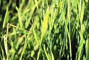 Wheat streak mosaic virus Wheat Streak Mosaic Virus and the Wheat Curl Mite Entomology