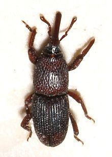 Wheat weevil Wheat weevil Wikipedia