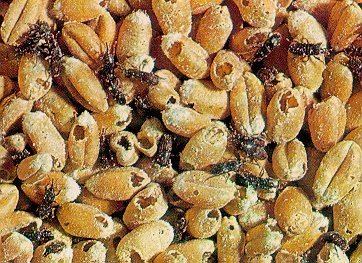 Wheat weevil PestWeb Granary Weevil