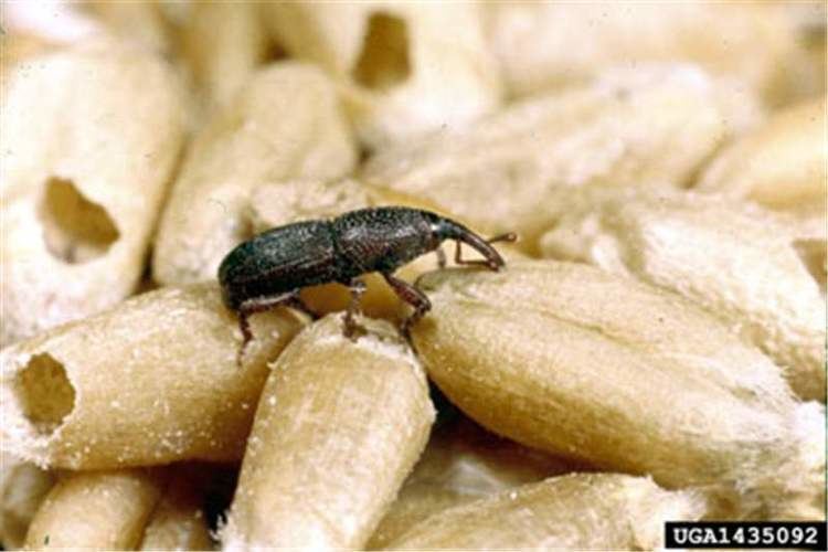 Wheat weevil Factsheet Sitophilus granarius Linnaeus 1875 Granary Weevil