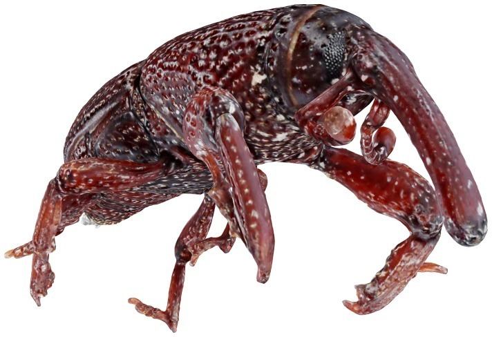 Wheat weevil Wheat weevil Wikipedia